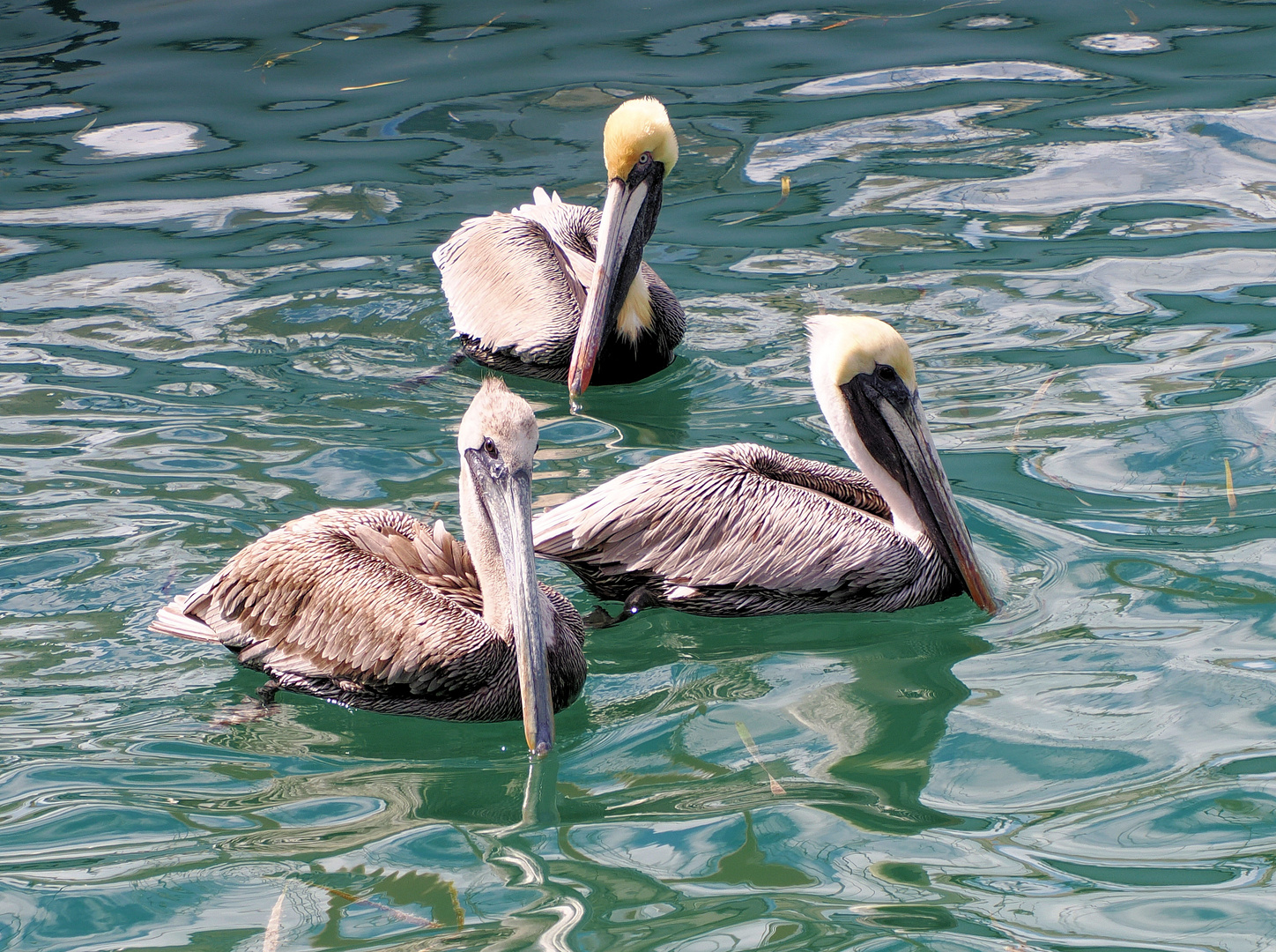 Allgegenwärtig die Pelikane in Florida … 