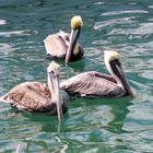 Allgegenwärtig die Pelikane in Florida … 