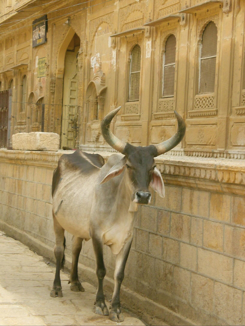 Allgegenwärtig in Rajasthan:  Die Heilige Kuh