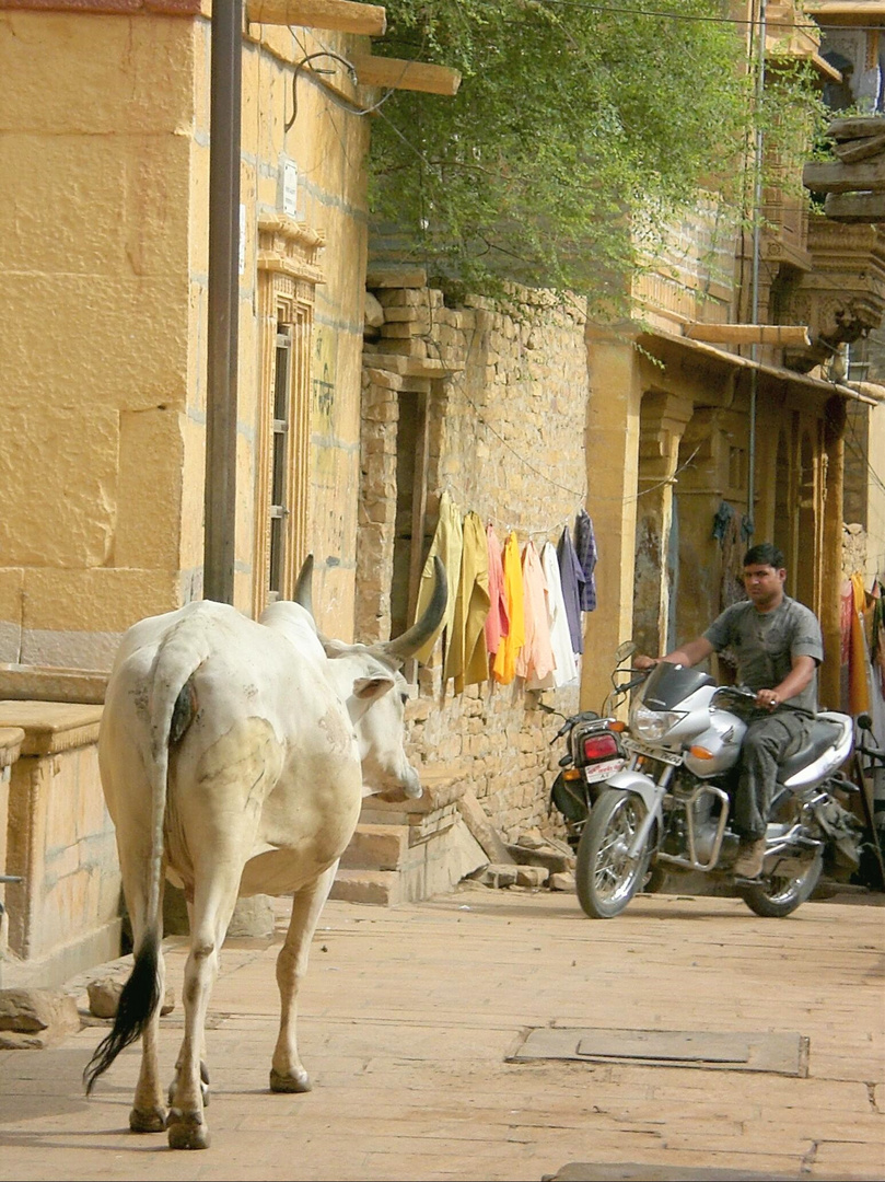 Allgegenwärtig in Rajasthan:   Die Heilige Kuh