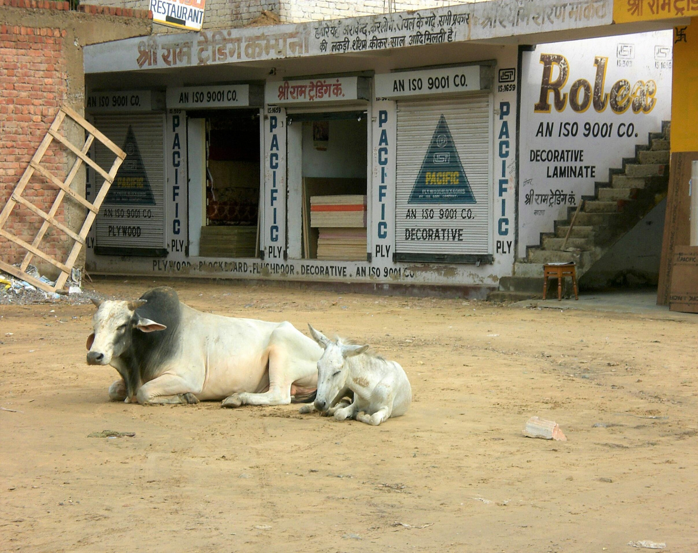 Allgegenwärtig in Rajasthan:  Heilige Kühe