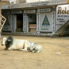 Allgegenwärtig in Rajasthan:  Heilige Kühe