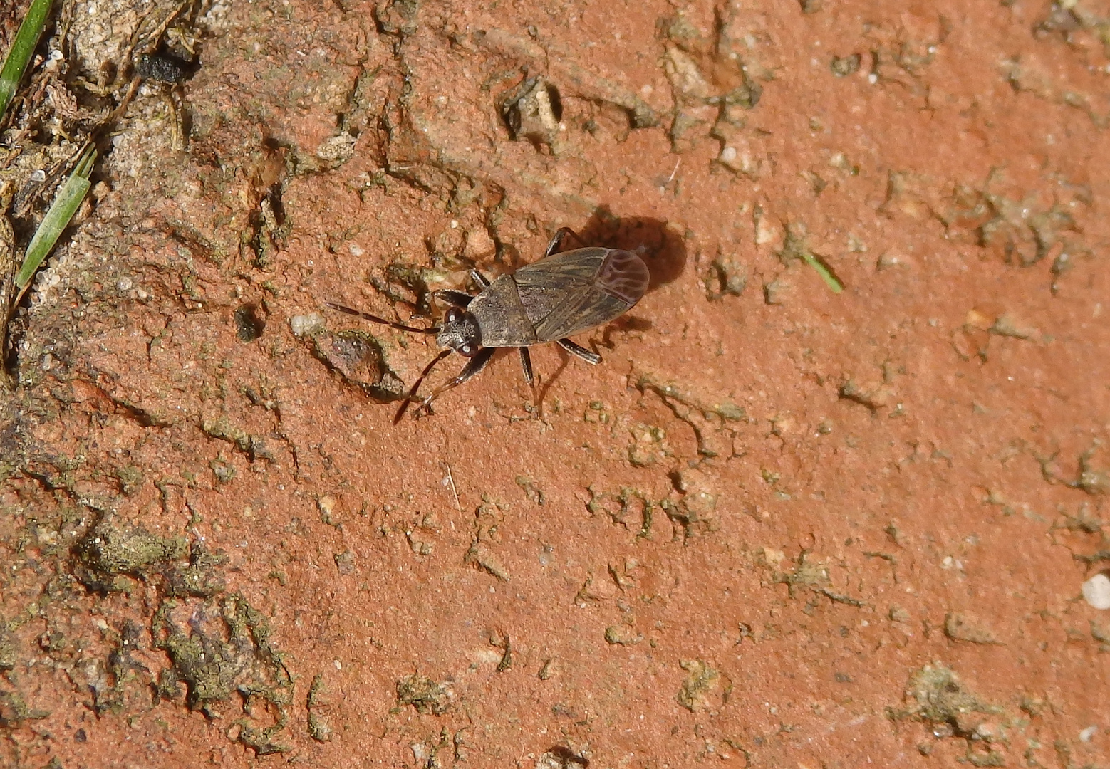 Allgemeiner Waldläufer (Peritrechus geniculatus)