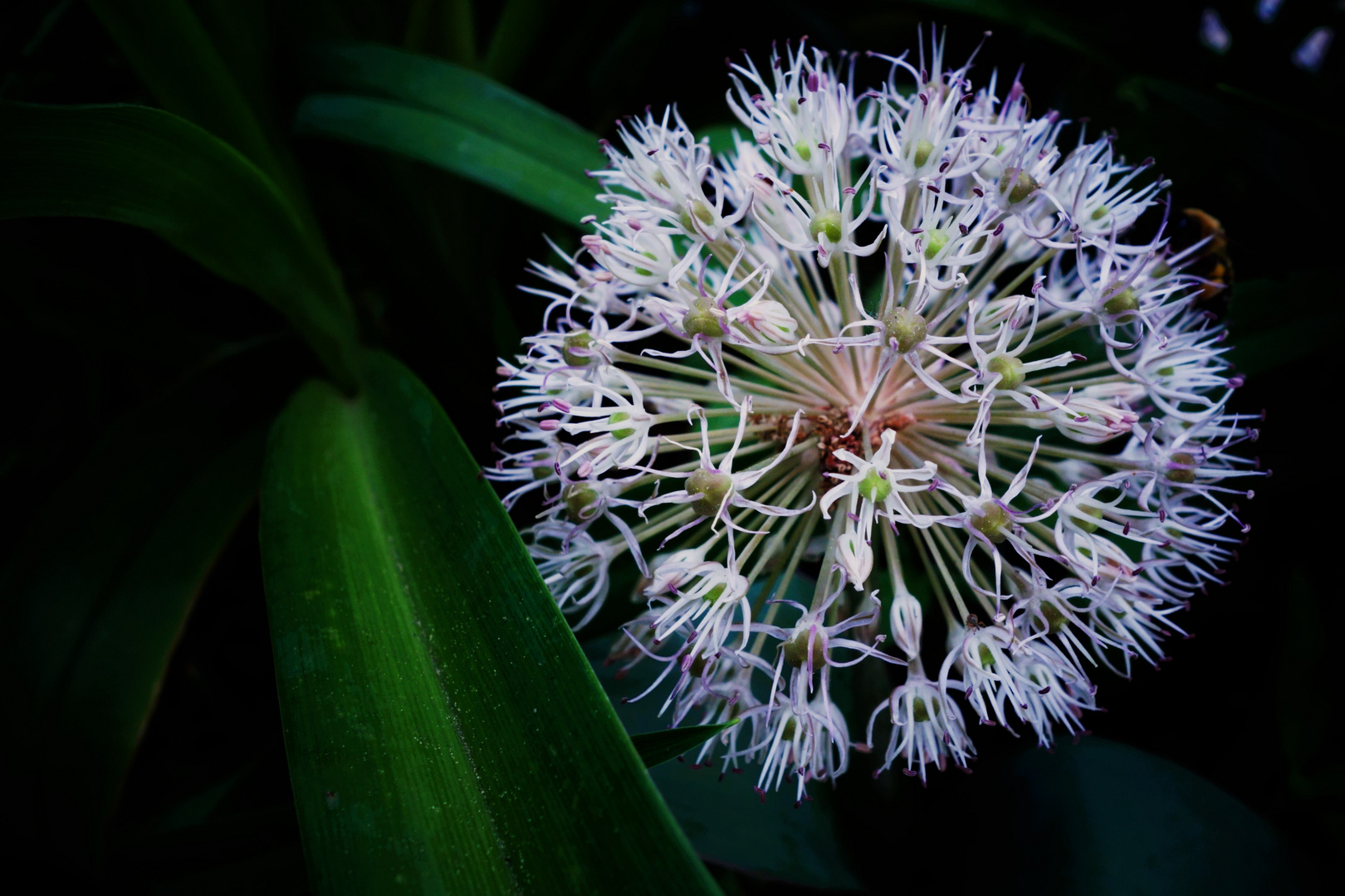 *Alliaceae* 