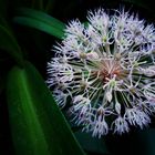*Alliaceae* 