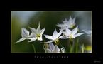 Alliaceae Ipheion von Gernot Disselhoff