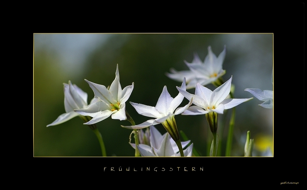 Alliaceae Ipheion