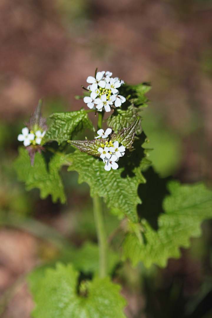 Alliaria petiolata - Knoblauchsrauke