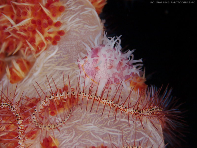 Allied cowrie (Diminovula culmen)