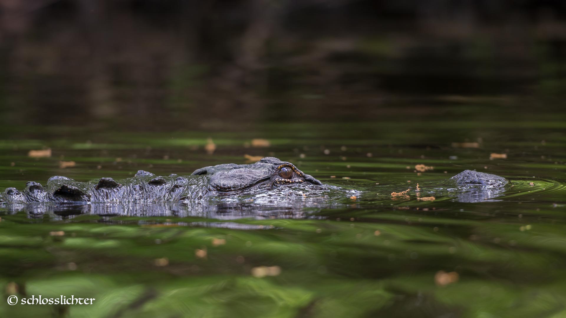 Alligator