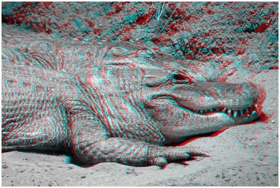 Alligator