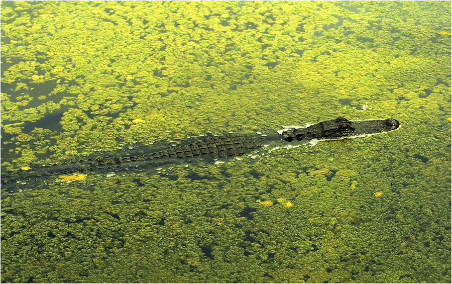 - ALLIGATOR #2 -