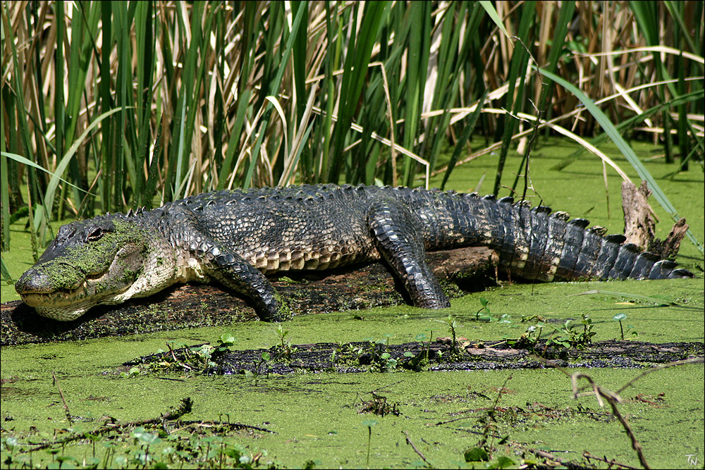 Alligator #3