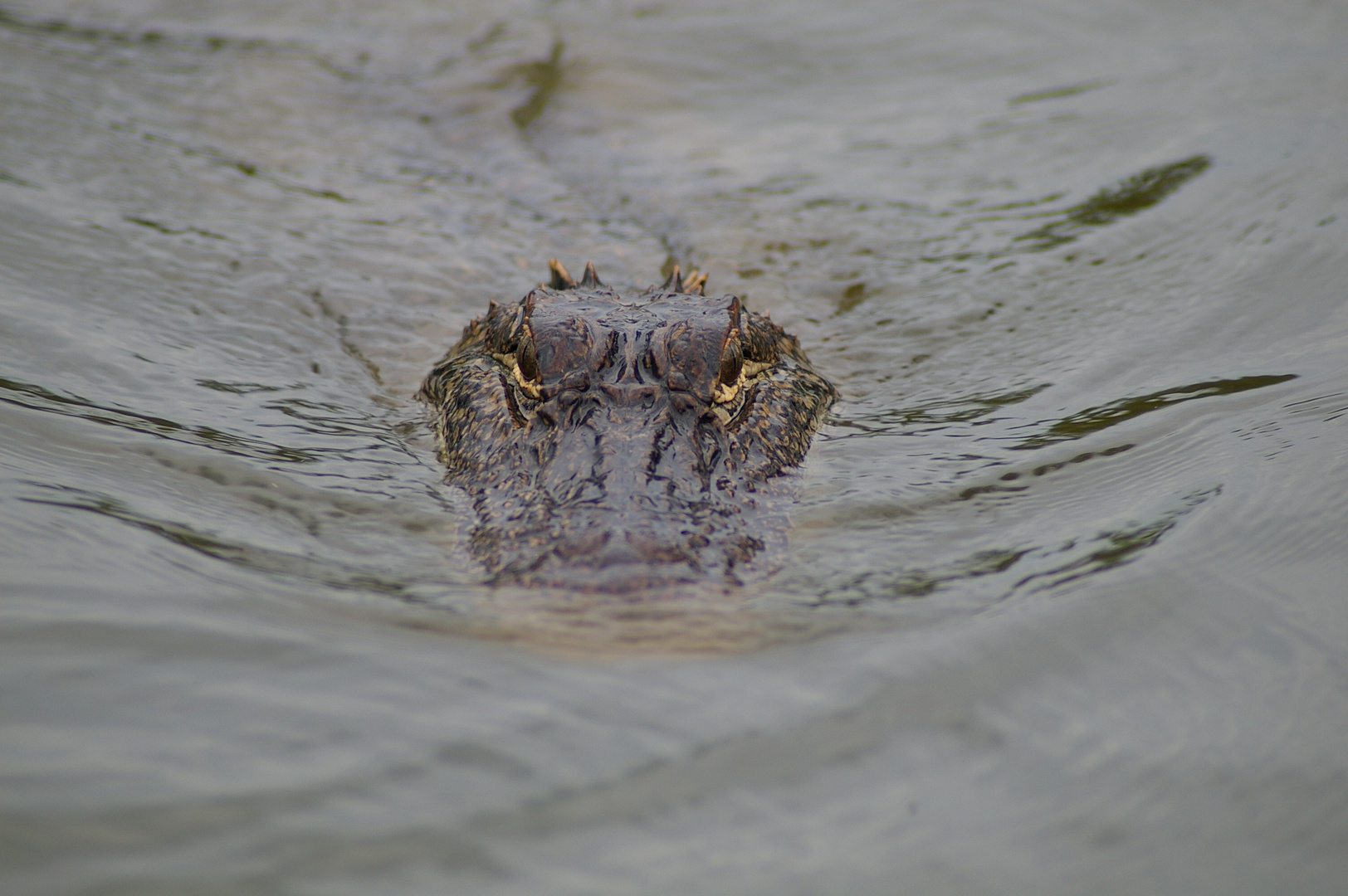 Alligator