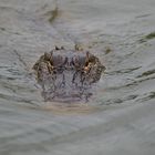 Alligator