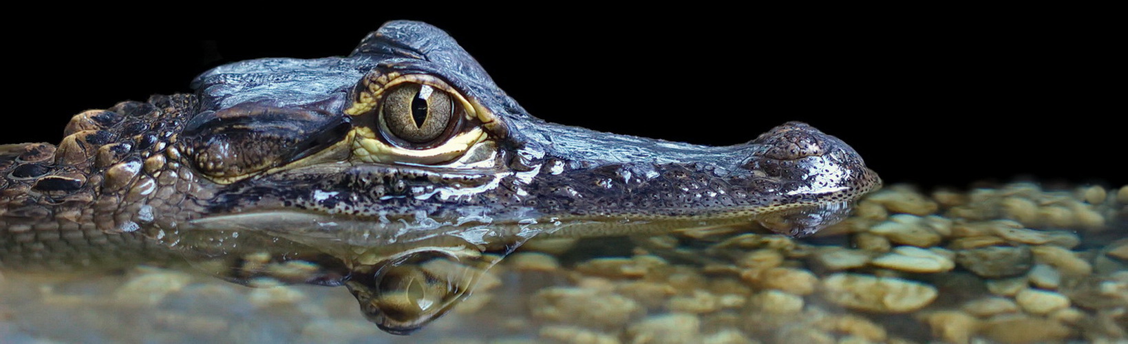 Alligator