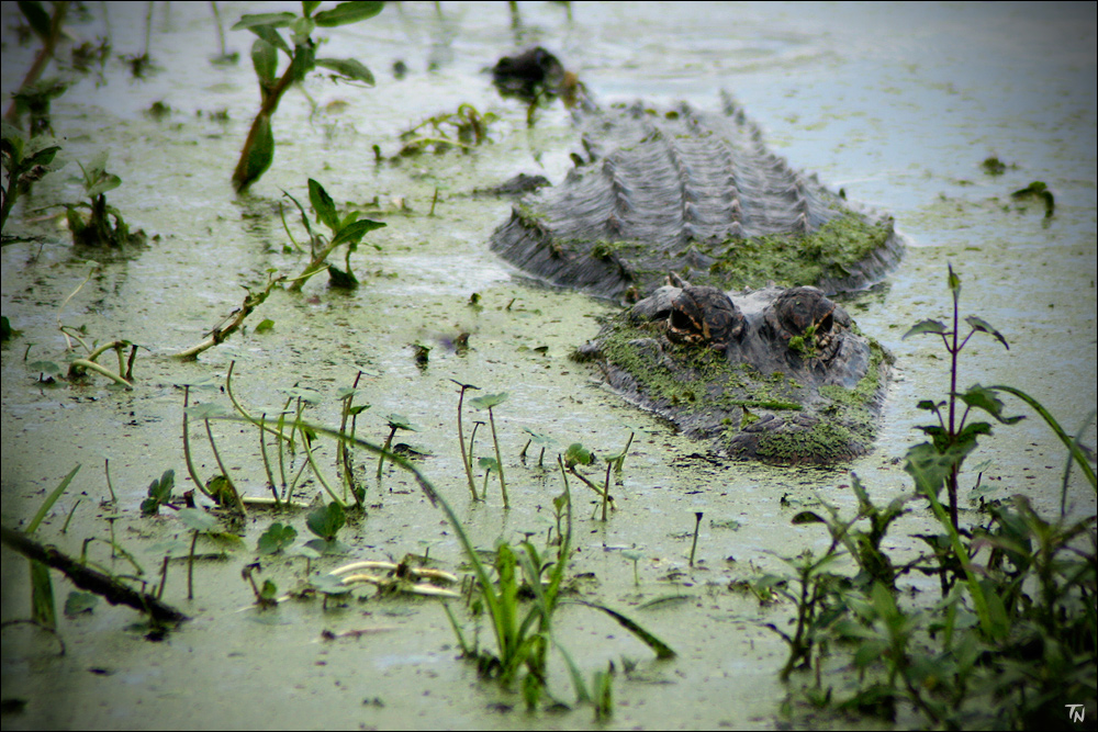 Alligator # 5