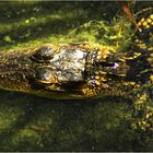 - ALLIGATOR -