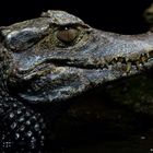 Alligator