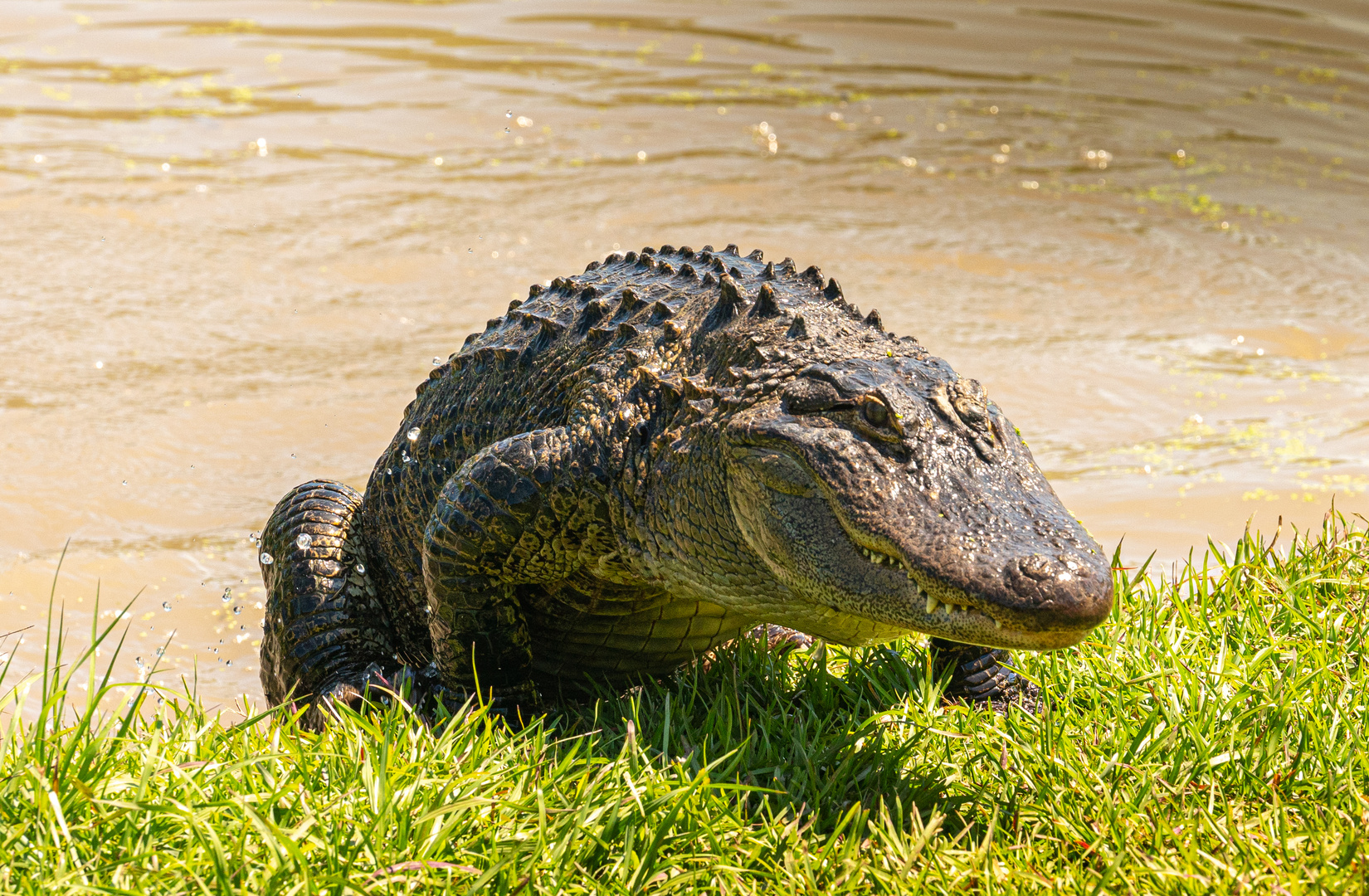 Alligator.