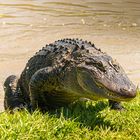 Alligator.