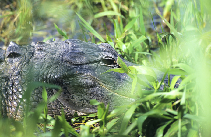 Alligator