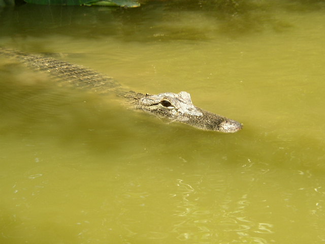 Alligator