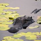 Alligator