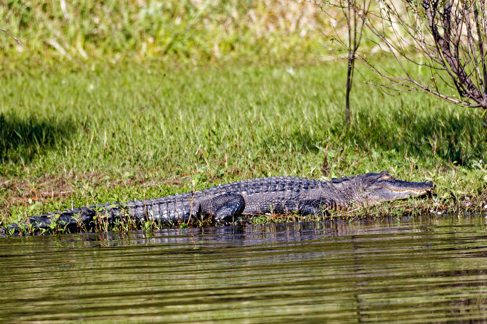 Alligator