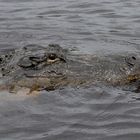 Alligator