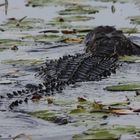 Alligator 