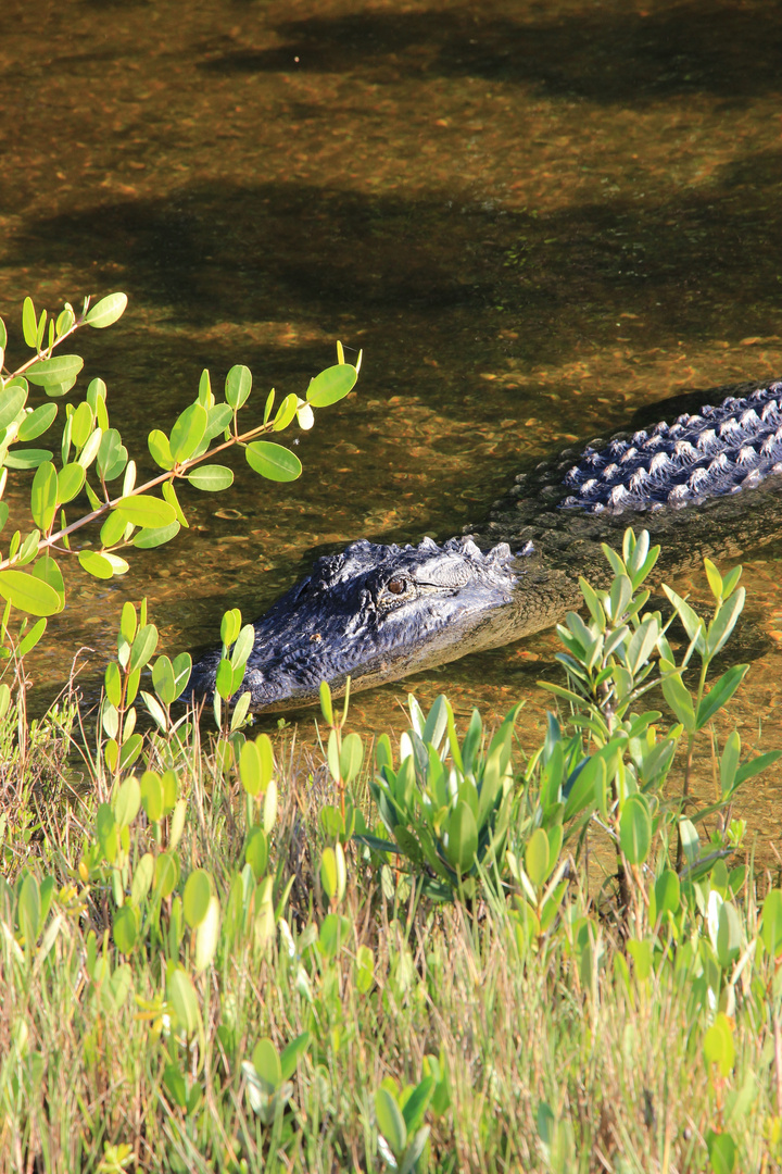 Alligator