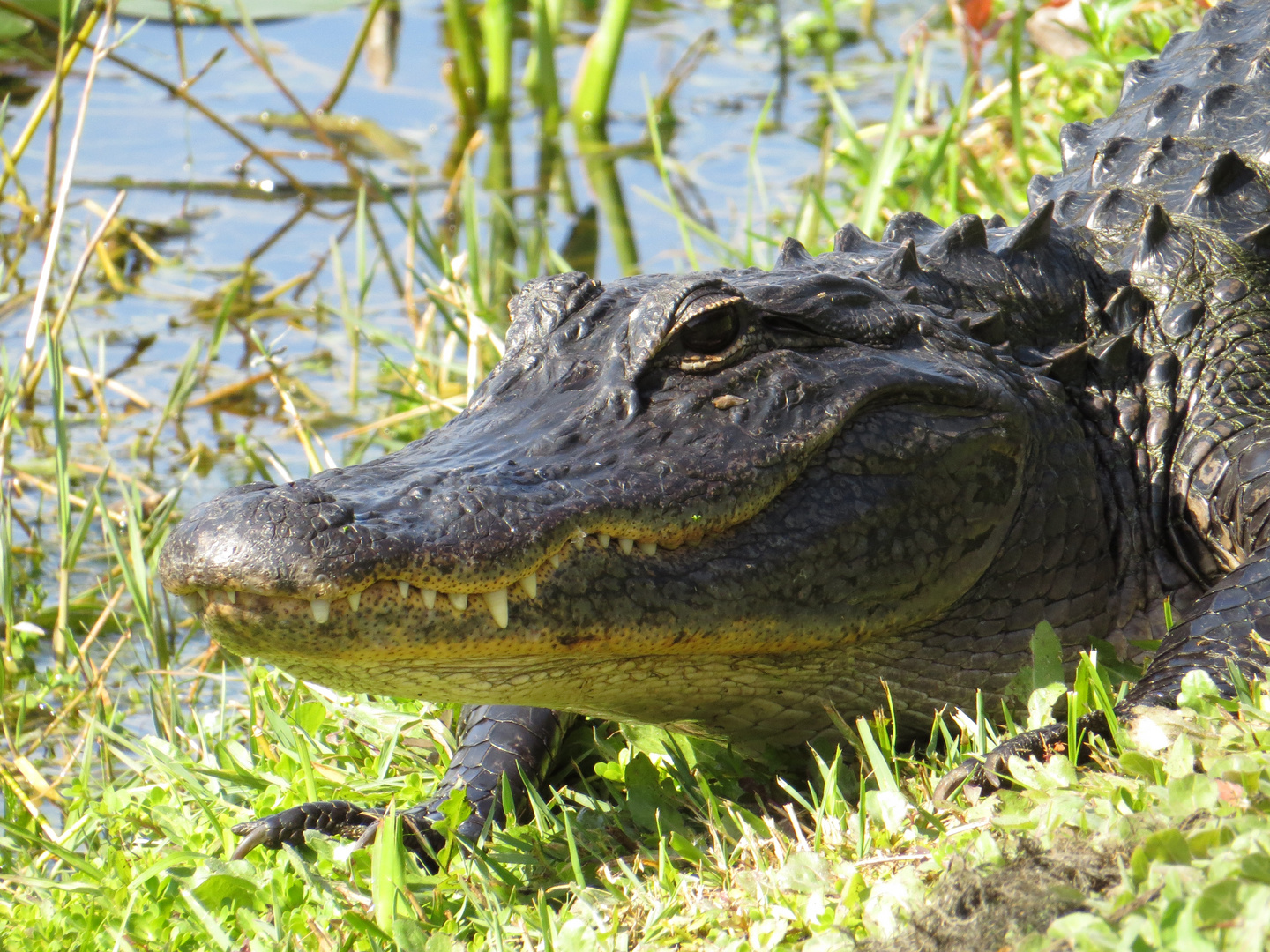 Alligator