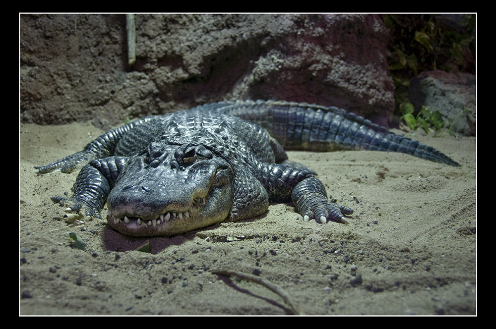 Alligator