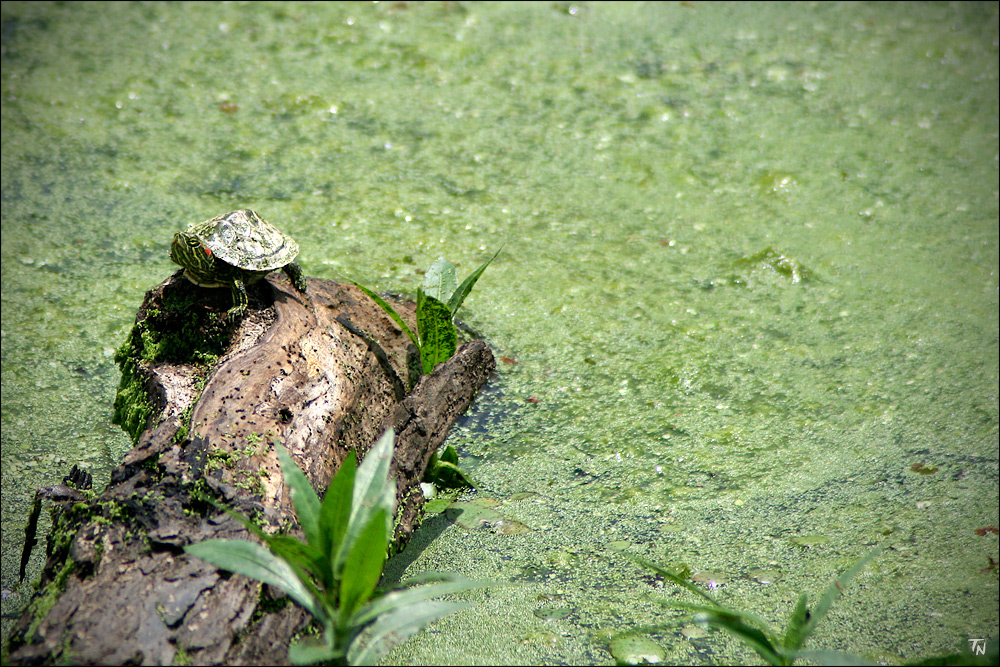 Alligator # .... ähm .... ne, doch nicht...