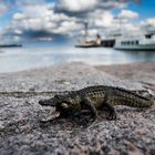 Alligator am Bodensee Kontanz