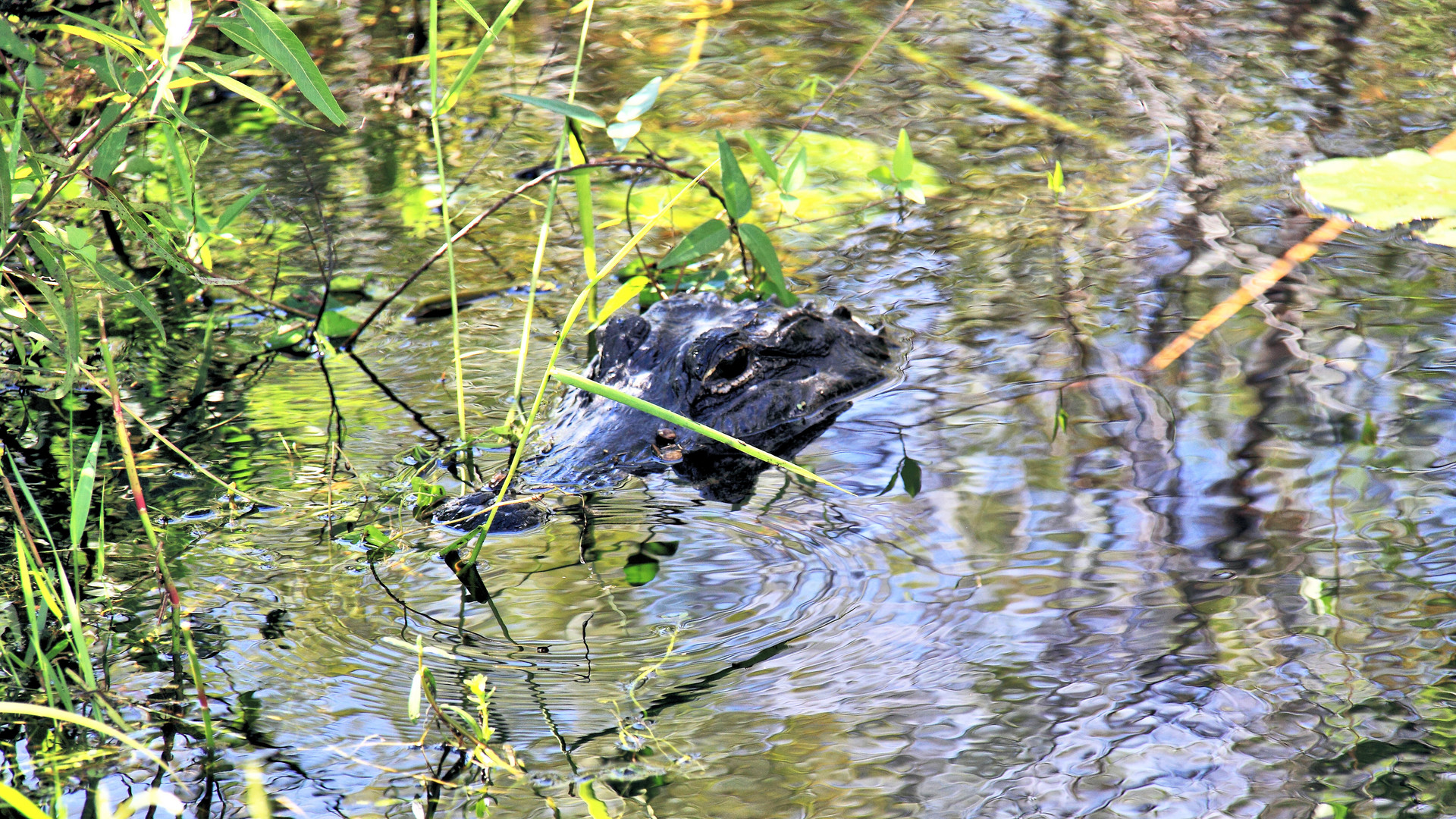 Alligator auf der Lauer in den Everglades