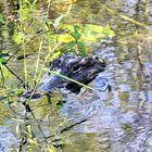 Alligator auf der Lauer in den Everglades