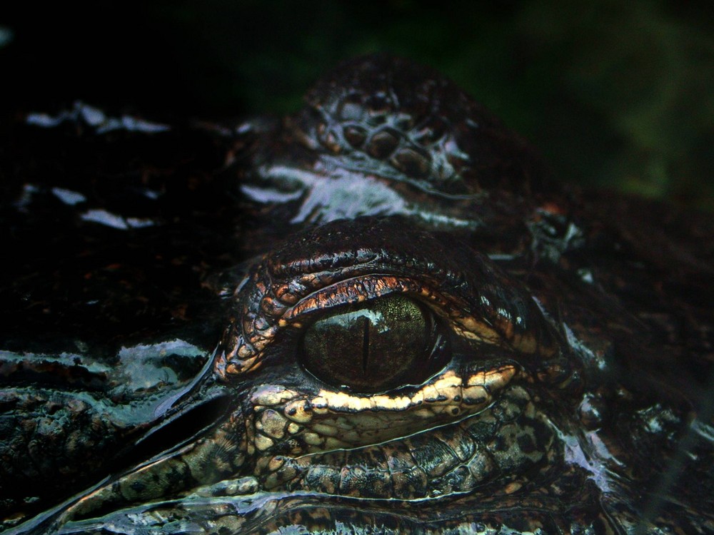 Alligator-Blick