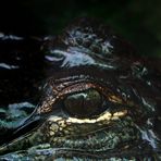 Alligator-Blick