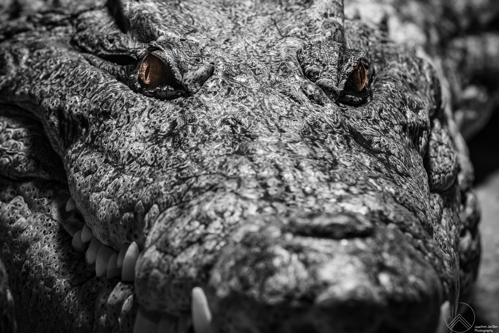 Alligator B/W