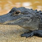 Alligator