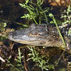 Alligator ca. 3 Monate alt beim Sonnenbad