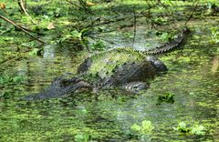 Alligator - Corkscrew Swap Sanctuary - Florida