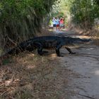 Alligator Crossing