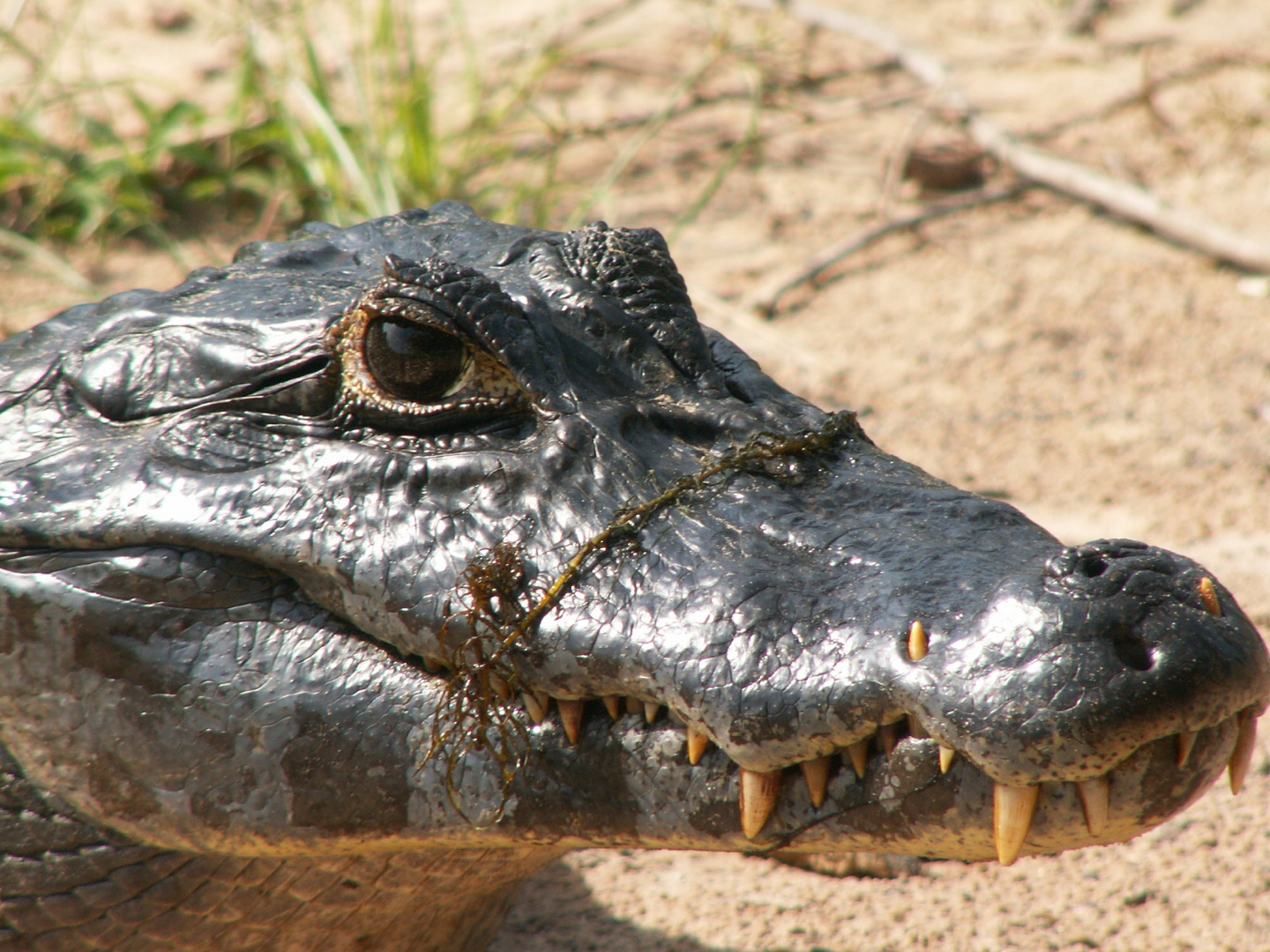 Alligator du Pantanal (Brésil)