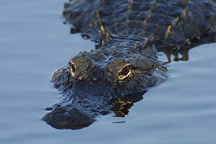 Alligator