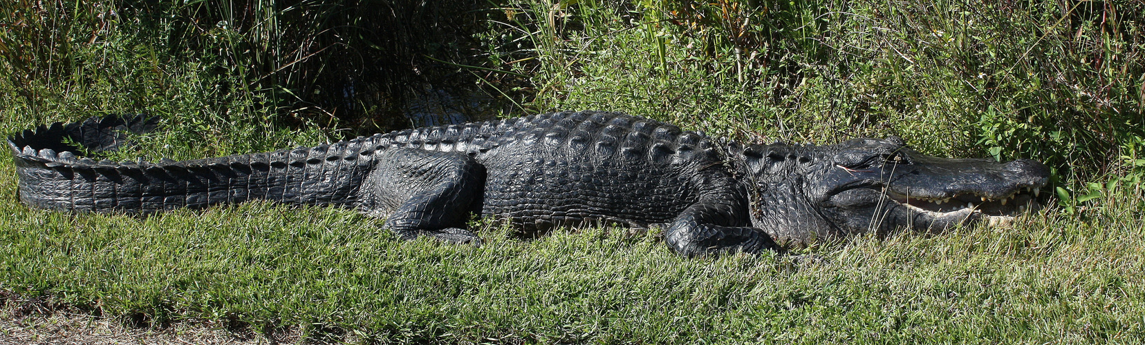 Alligator