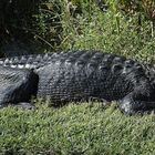 Alligator