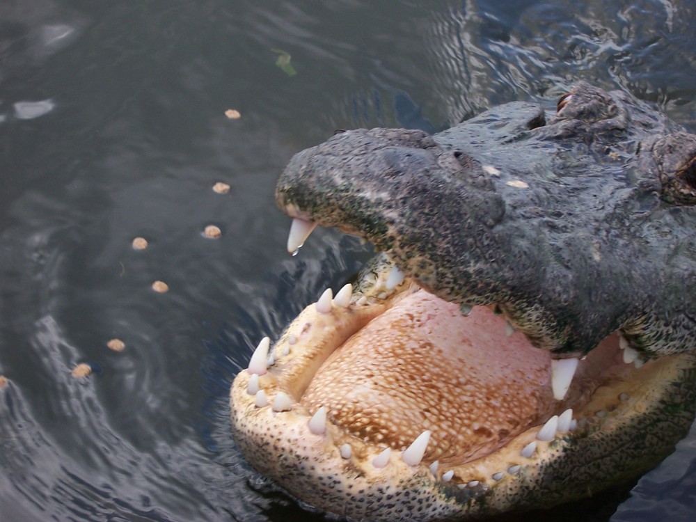 alligator en everglades Florida